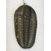 Přívěšek z trilobita